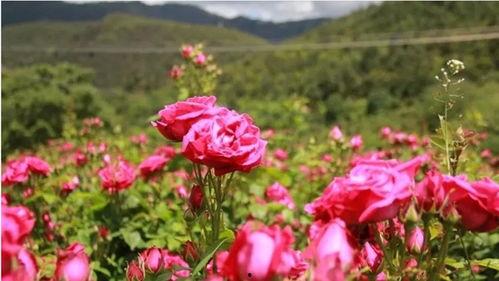 玫瑰藏于心间,探寻爱情与心灵的秘密花园