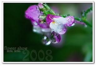 泪的小花,探寻情感世界的微妙绽放